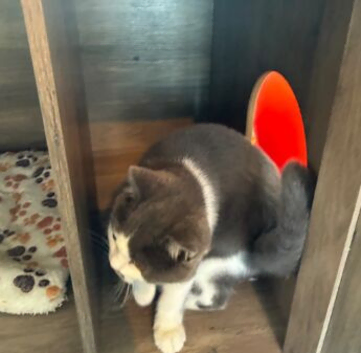 BEAUTIFUL BRITISH SHORT & LONG HAIRED KITTENS READY FOR THEIR LOVING HOMES