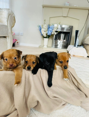 Beautiful patterjack puppies