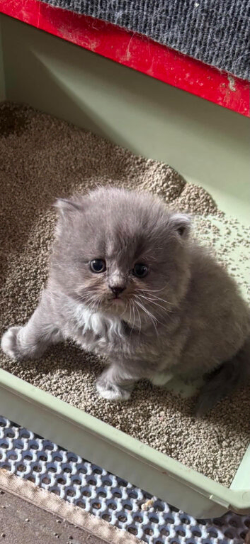 Persian kittens