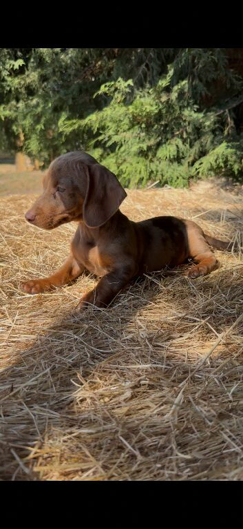 Gorgeous miniature dachshund puppies looking for there new homes
