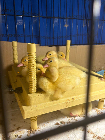 White Cherry Valley Ducklings for Sale