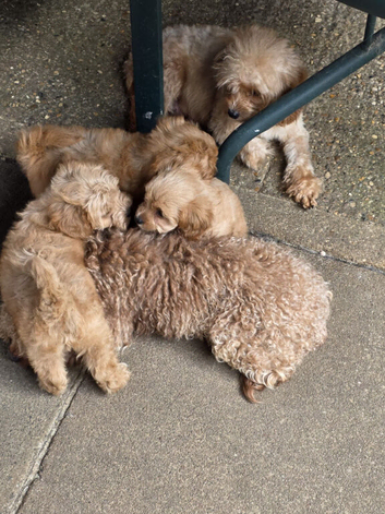 READY NOW  F1b TINY  TOY CAVAPOO PUPPIES