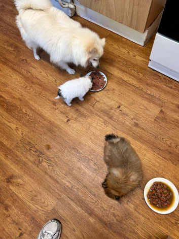 Pomeranian puppy&rsquo;s