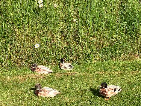 Call ducks