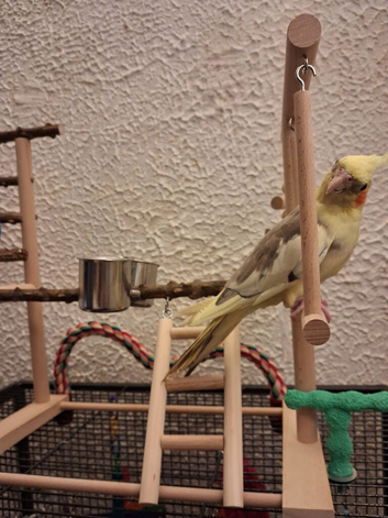 Cockatiel please read full ad