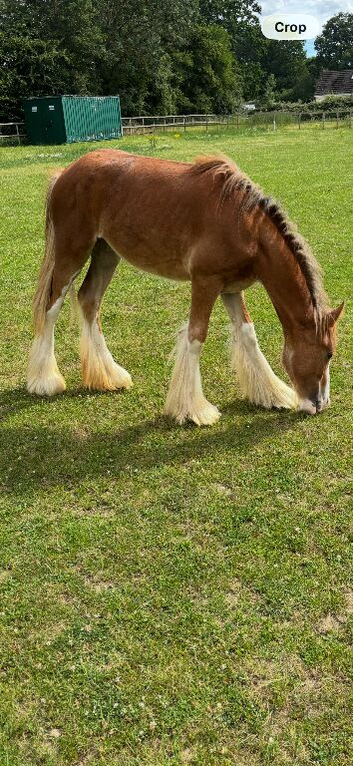 Yearling Cob filly