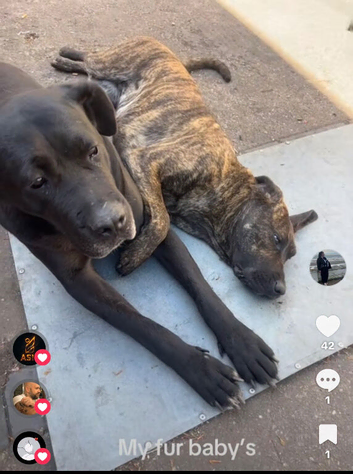 10 yr old female needs a new him asap