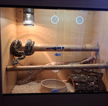 Adult Carpet Python