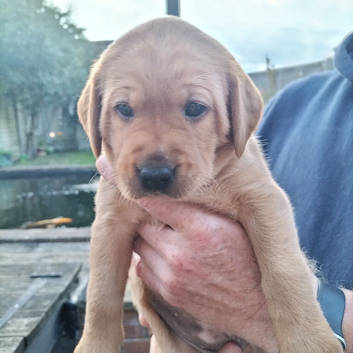 Working Fox Red Labrador retriever puppies