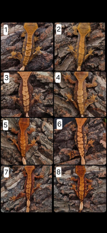 Juvenile Crested Geckos with full Lineage
