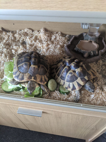 2 Herman tortoises looking for a loving home.