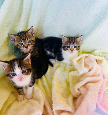 Kittens