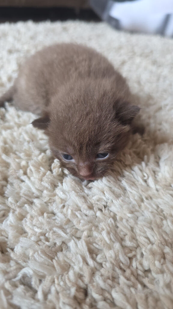 Russian blue x BSH Kittens
