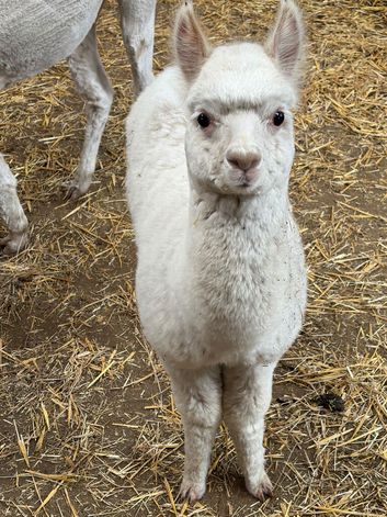 Male cria