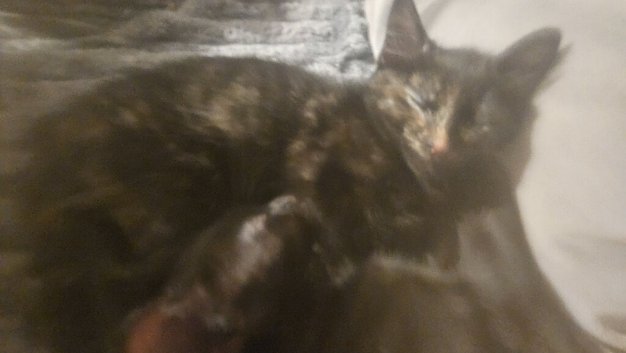 Hi i have 2 female kittens for sale they need to be rehomed together &pound;100 for two