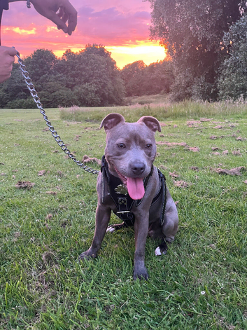 Staffordshire bull terrier