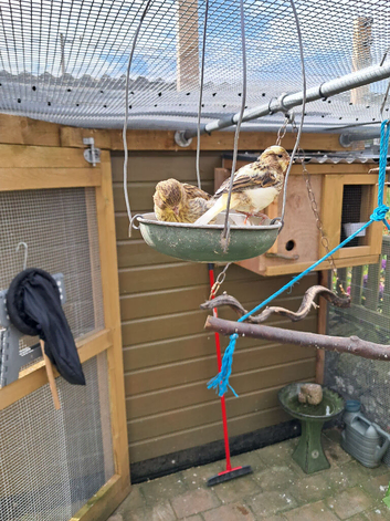 Baby Fife Canaries For Sale