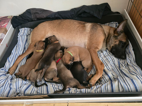 Belgium malinois cross suluki pups