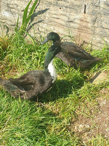 Ducks looking for homes