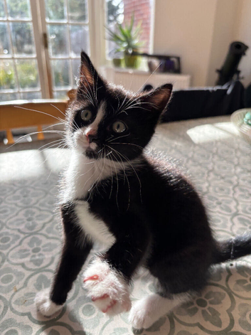 8 week old kitten looking for forever home
