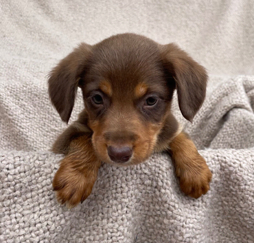 Gorgeous Cocker Spaniel x Collie pups