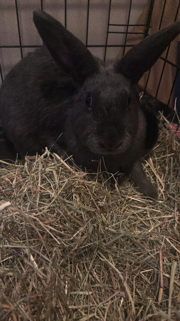 Mini lop x Vienna blue baby bunnies