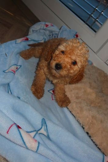 Cockapoo puppies
