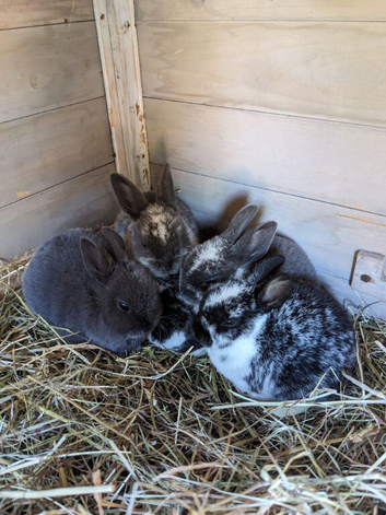 4 Beautiful rex babies available, male and female