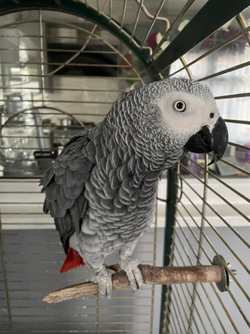 Male African grey