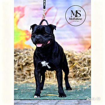 Billionaire Bill Staffordshire bull terrier stud