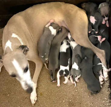 Beautiful whippet puppies