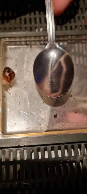Reticulata GAL snails *Now ready*