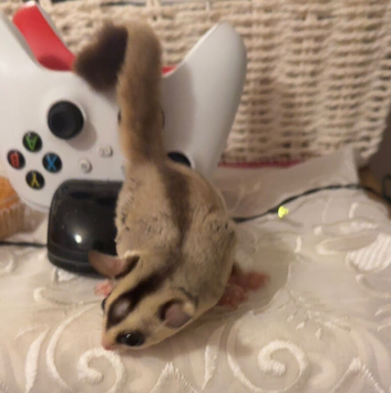 2 male sugar gliders