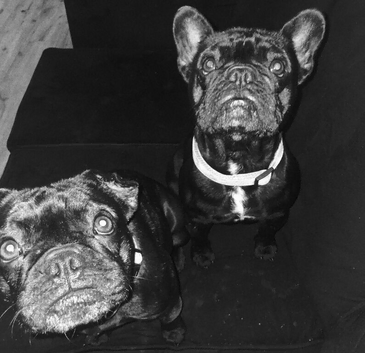 2 x female French bulldogs