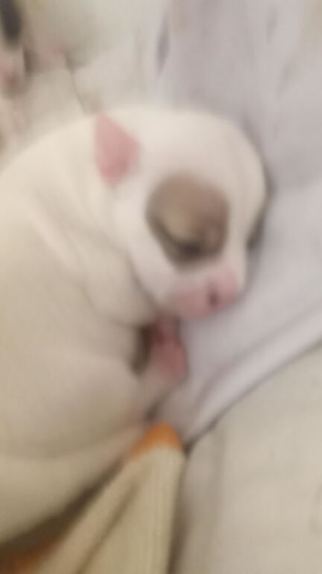 Staffordshire bull terriers puppys