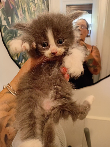 Fluffy gray and white girl