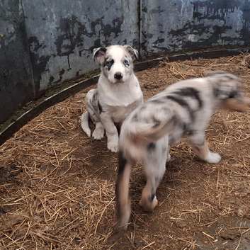 Farm border collie puppies