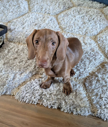 Chocolate dachshund puppy