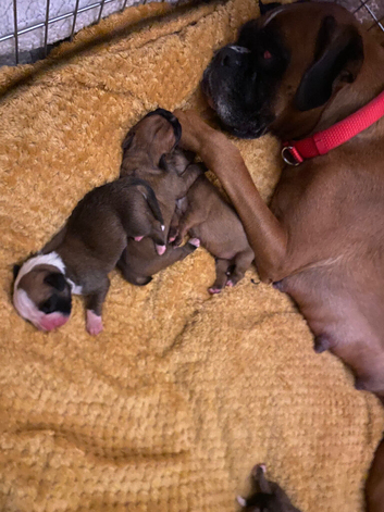 KC registered Red Girl Boxer Pups