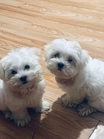 Bichon Maltese Luna &Stella