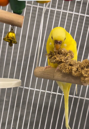 2 paired budgies with cage and accessories.