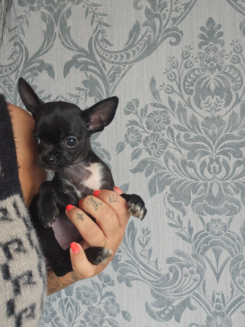 Chihuahua