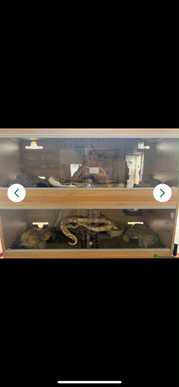 2 ball/royal pythons