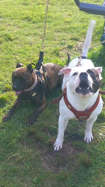 Staffordshire bull terrier puppys