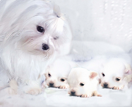 Maltese puppies