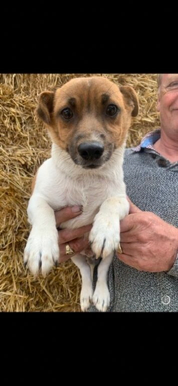 Jack Russell cross chihuahua puppies
