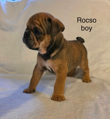 Beautiful English bulldog puppies