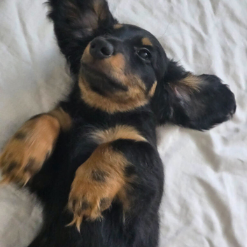 Price reduced last puppy