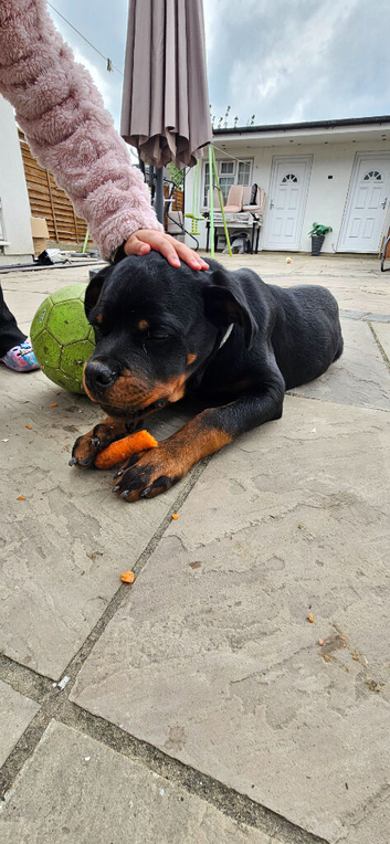 Stunning Rottweiler Puppy 5 months old Full trained