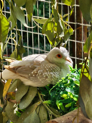Diamond Doves for sale. Various colours / ages